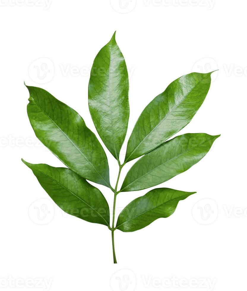a single green leaf on a white background, a green leaf of lychee with leaves on it, , green, leaf, plant, eco, nature, tree branch, photo