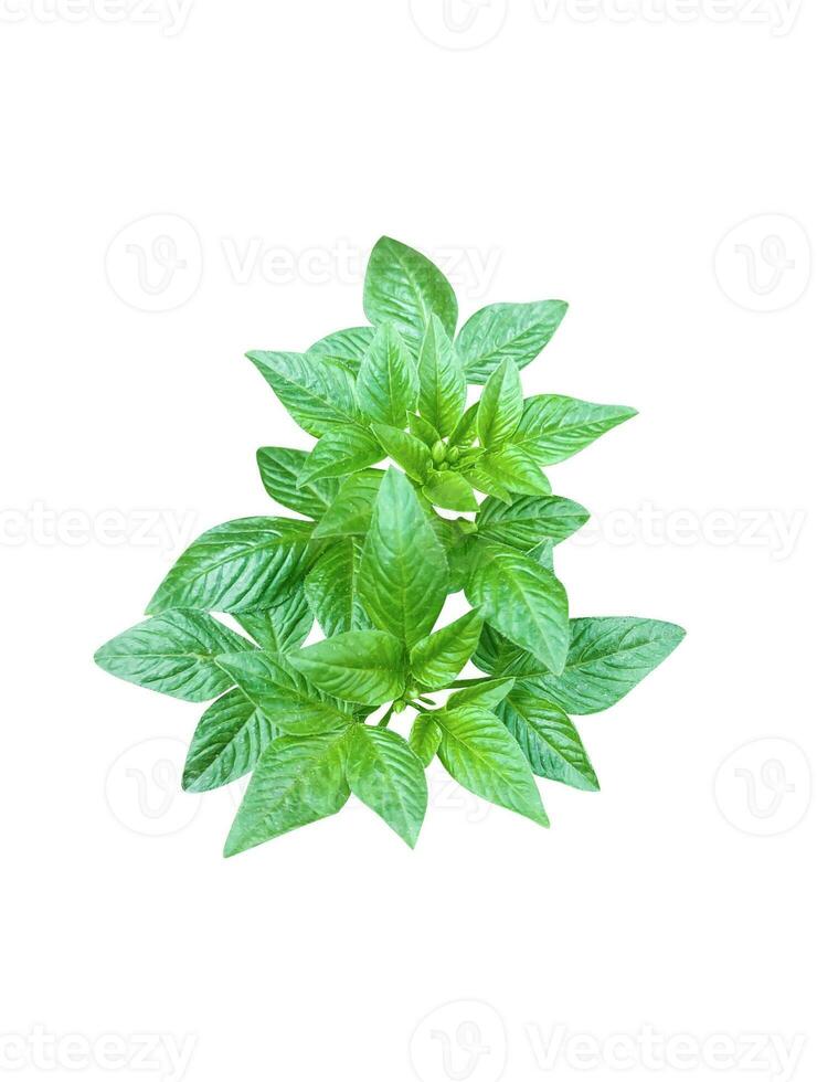 a green plant with leaves on it, a green leaf is shown on a white background,  white background, a green leaf of lychee with leaves on it, green, photo