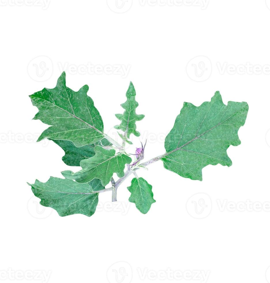 a plant with green leaves and purple flowers, a green eggplant plant with leaves on on white background photo