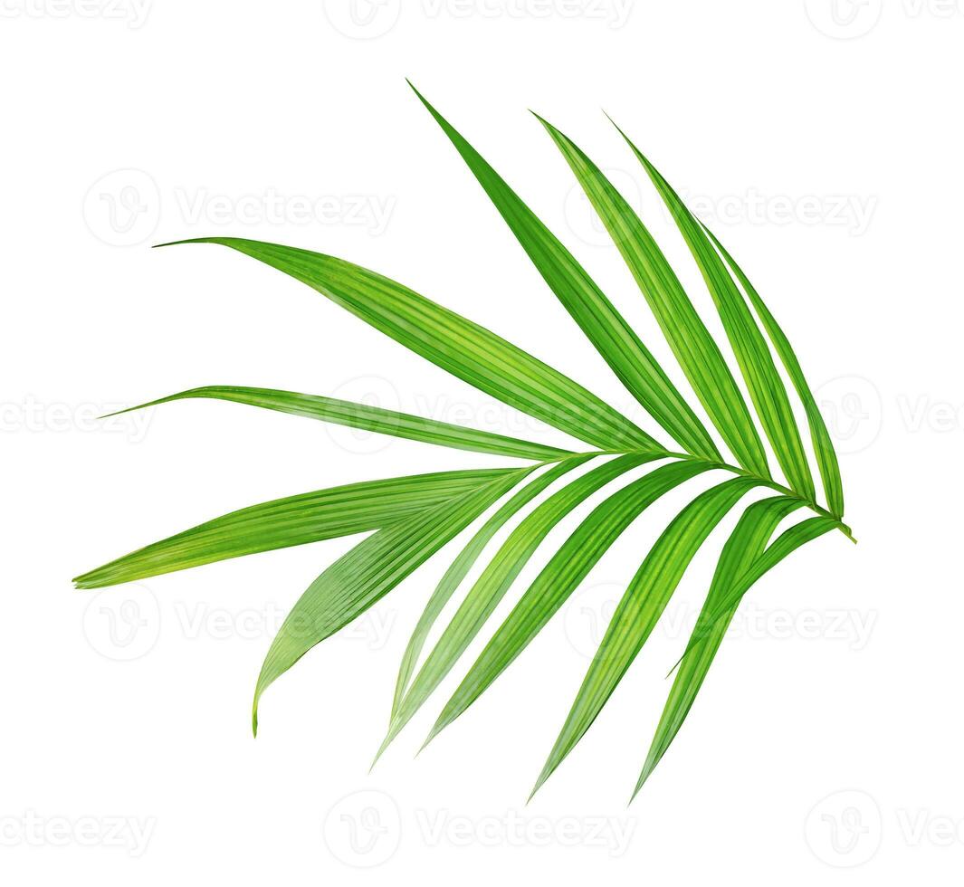 a green  palm leaf is shown on a white background , green, leaf, plant, eco, nature, tree branch, isolated, close up, background, natural, tree, fresh, garden, spring, summer, foliage photo