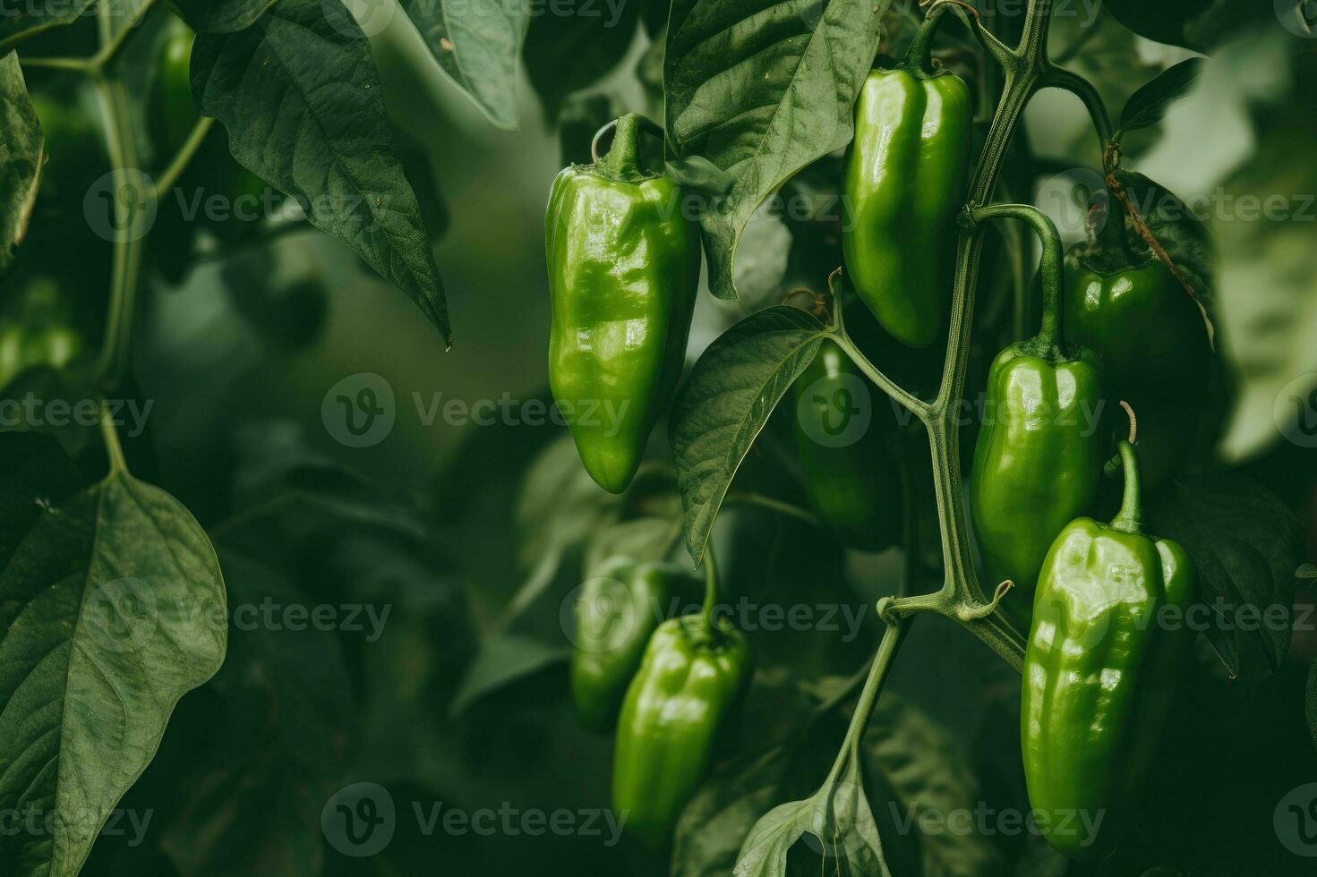 Green pepper growing in the garden. photo