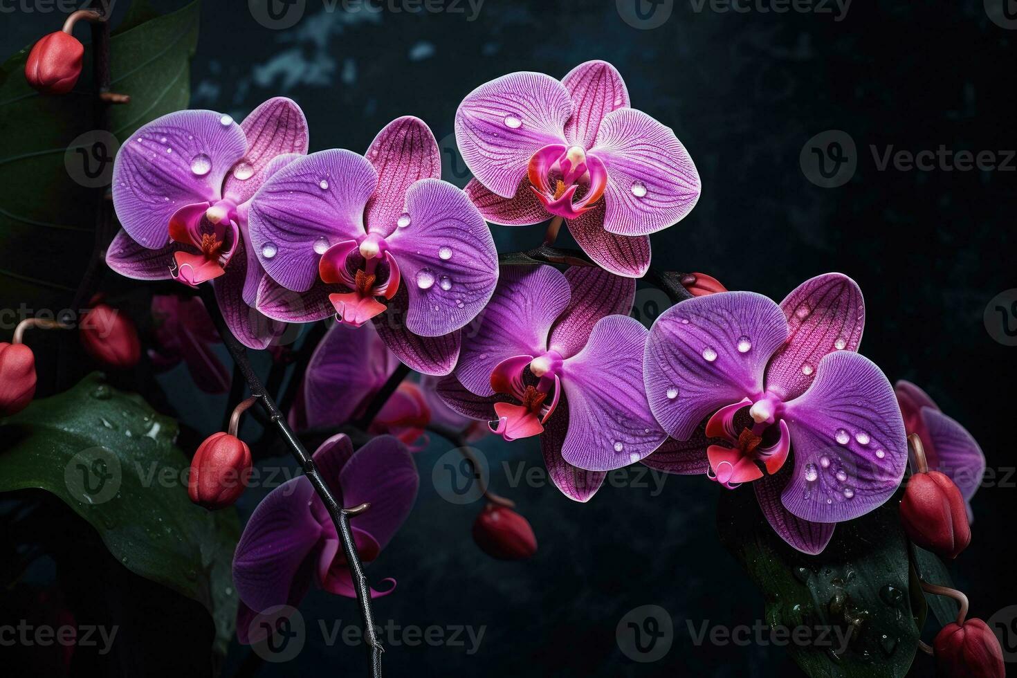 Beautiful blooming orchid flowers photo