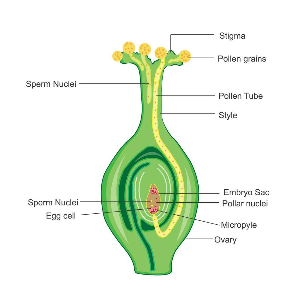 polen germinación en estigma. biología sexual reproduccion.fertilizacion en floración planta. vector