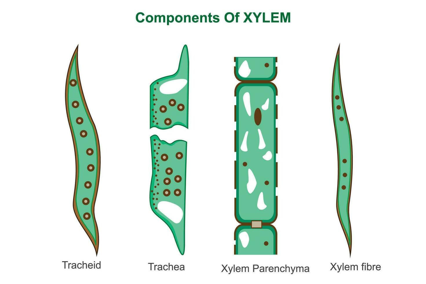 Components of xylem. Biological education. vector