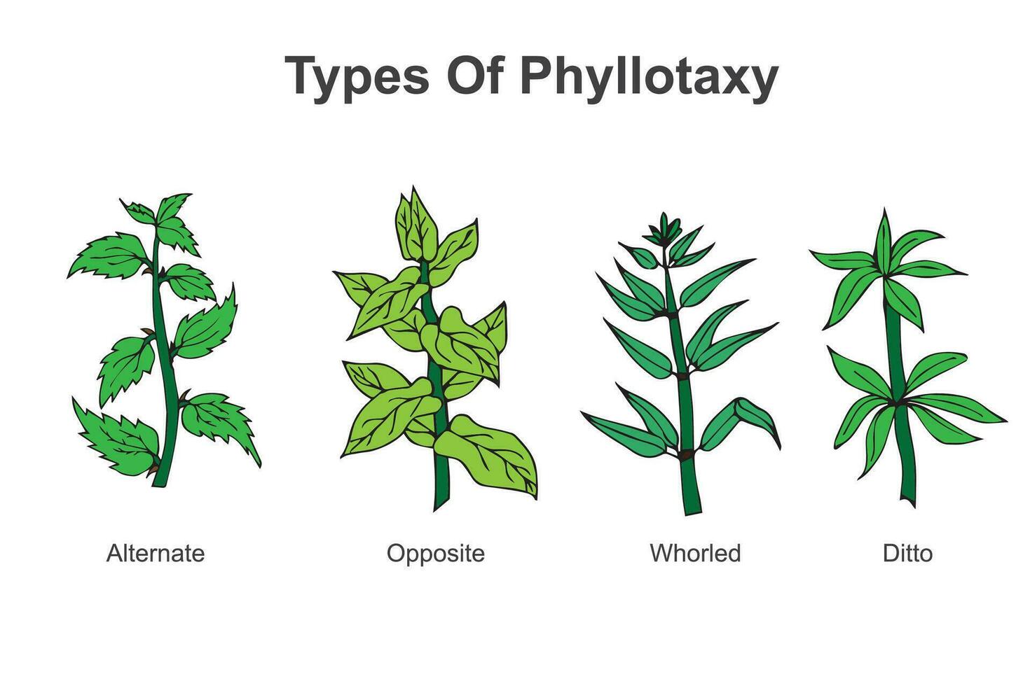 tipos de filotaxia. vector