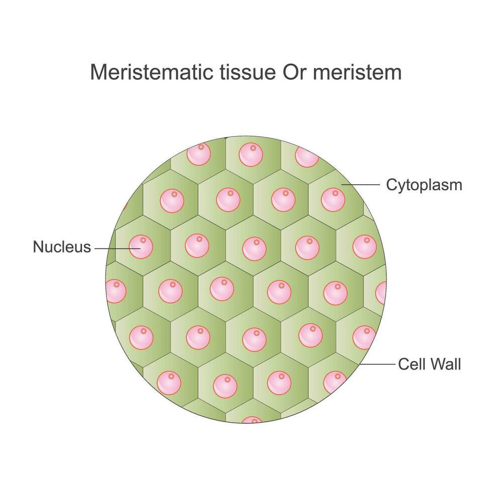 meristemático tejido, o meristemo, es planta pañuelo de papel responsable para crecimiento y diferenciación, encontró a el consejos de tallos y raíces. vector