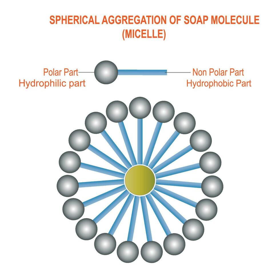 A micelle is a tiny spherical structure formed by surfactant molecules in a liquid, with hydrophilic heads on the surface and hydrophobic tails inside. vector