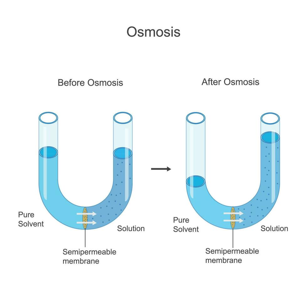 ósmosis es el pasivo movimiento de agua moléculas mediante un semipermeable membrana, desde un zona de inferior sustancia disoluta concentración a más alto, a igualar él. vector