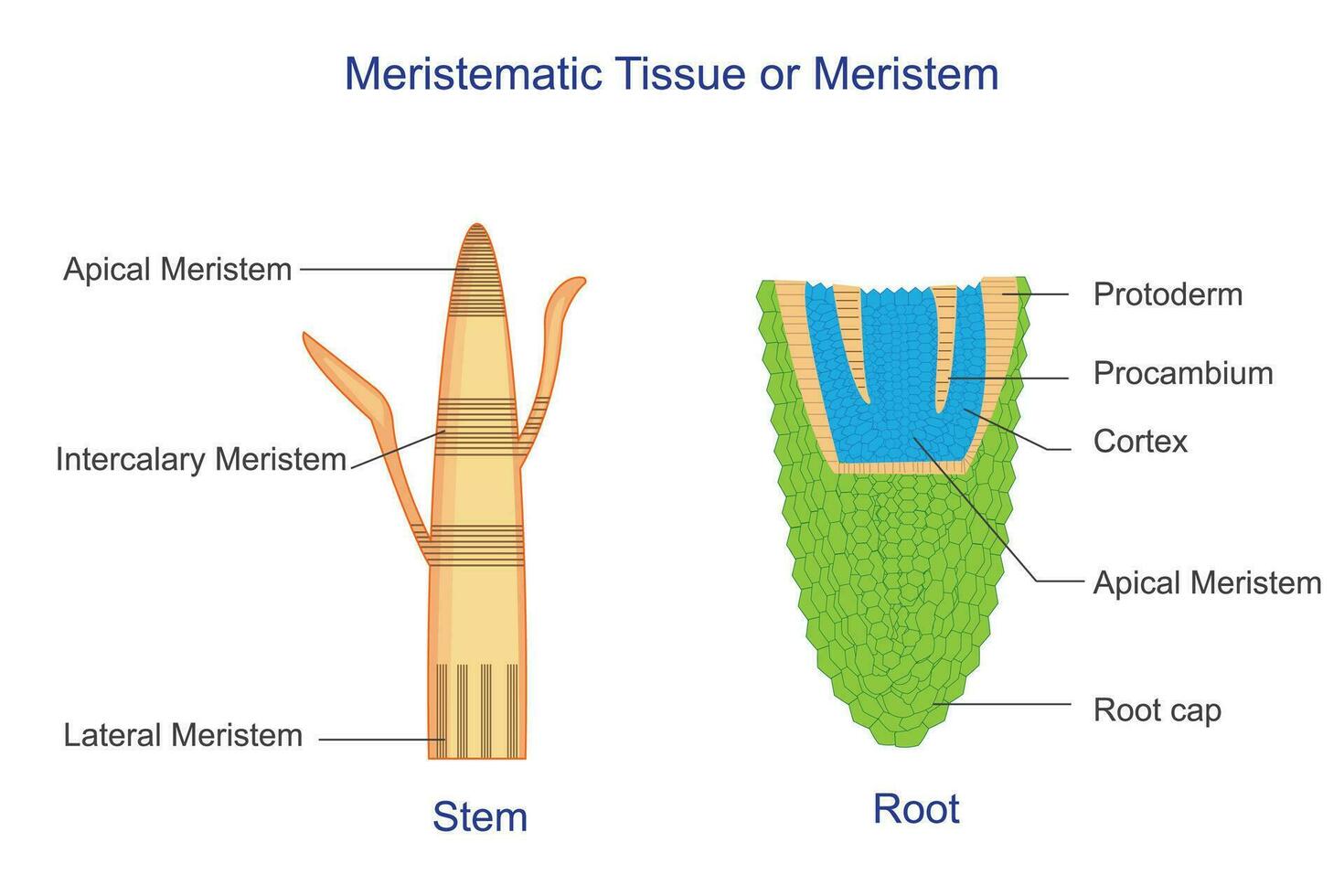 Meristematic tissue or meristem, is plant tissue responsible for growth and differentiation, found at the tips of stems and roots. vector