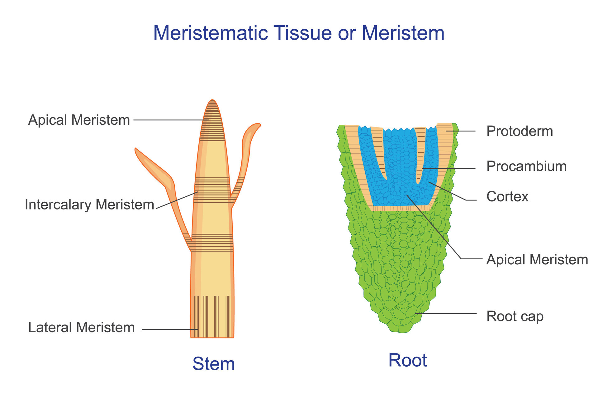 Meristematic Tissue In Plants Diagram meristematic-tissue-in-plants-diagram