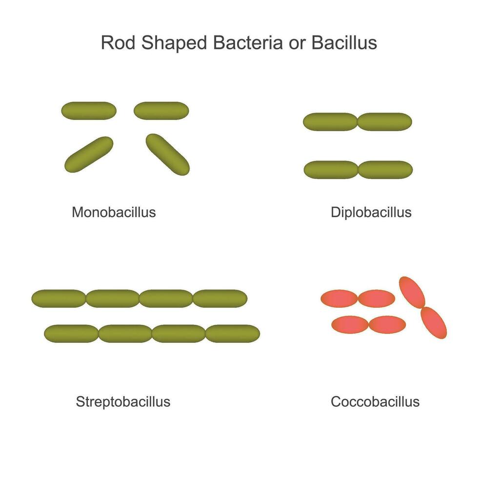 Classification of bacteria on the basis of external morphology, rod shaped bacteria or bacillus, monobacillus, diplobacillus,streptobacillus, coccobacillus, biology concept vector