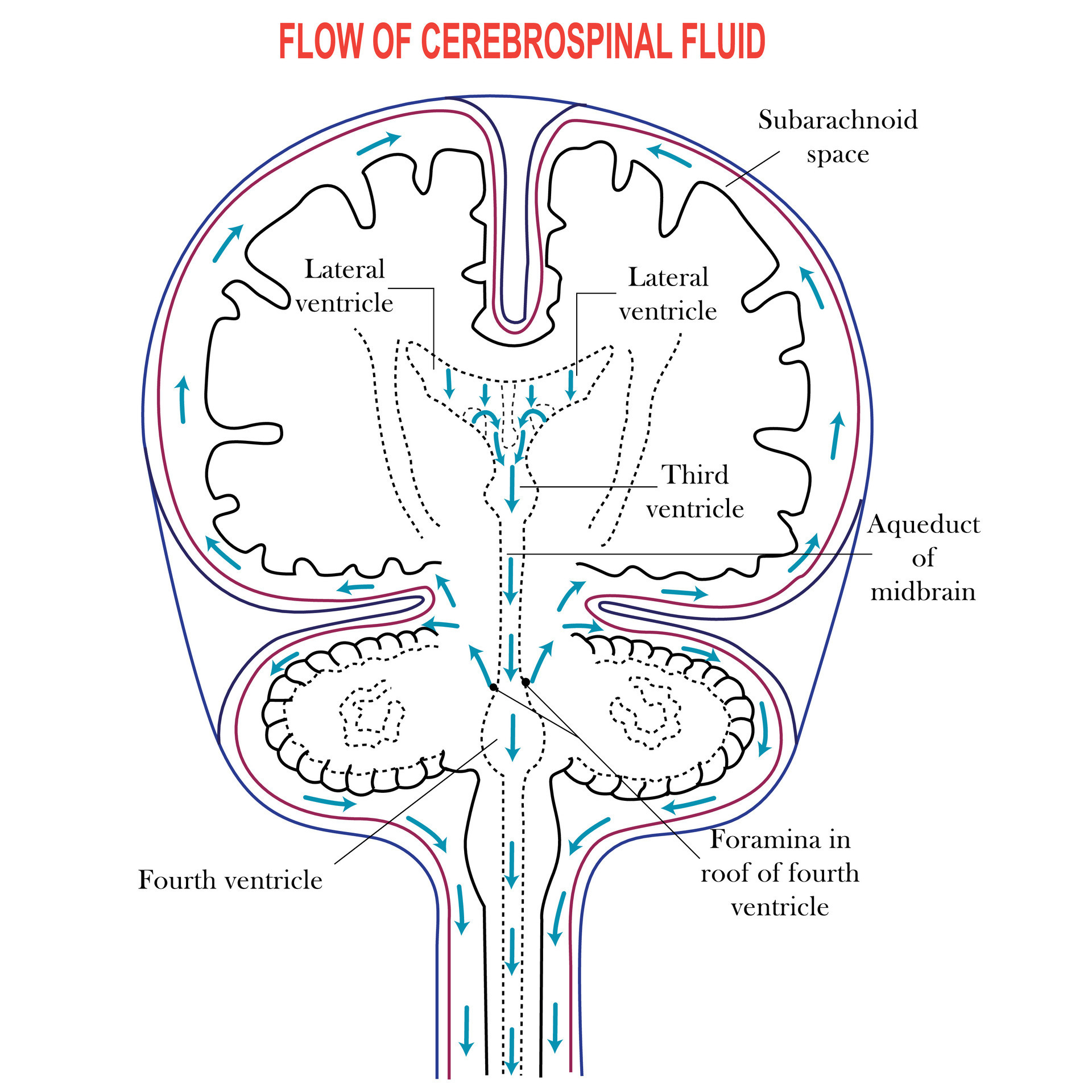 Which Of The Following Is A Function Of Cerebrospinal Fluid Ventricles Of Brain And Cerebrospinal Fluid Csf