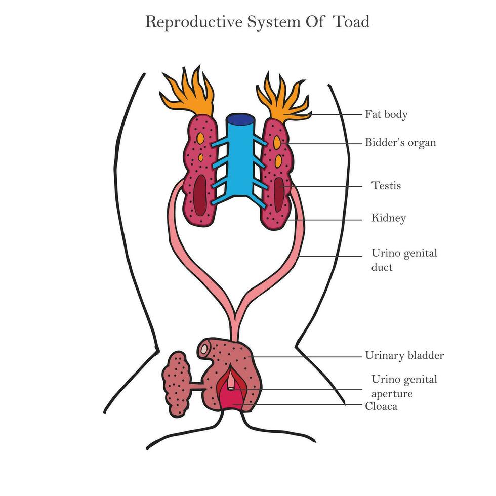 Reproductive system of male frog.  fat body, testis, urinogenital duct, cloaca, Reproductive system of animals vector illusration.