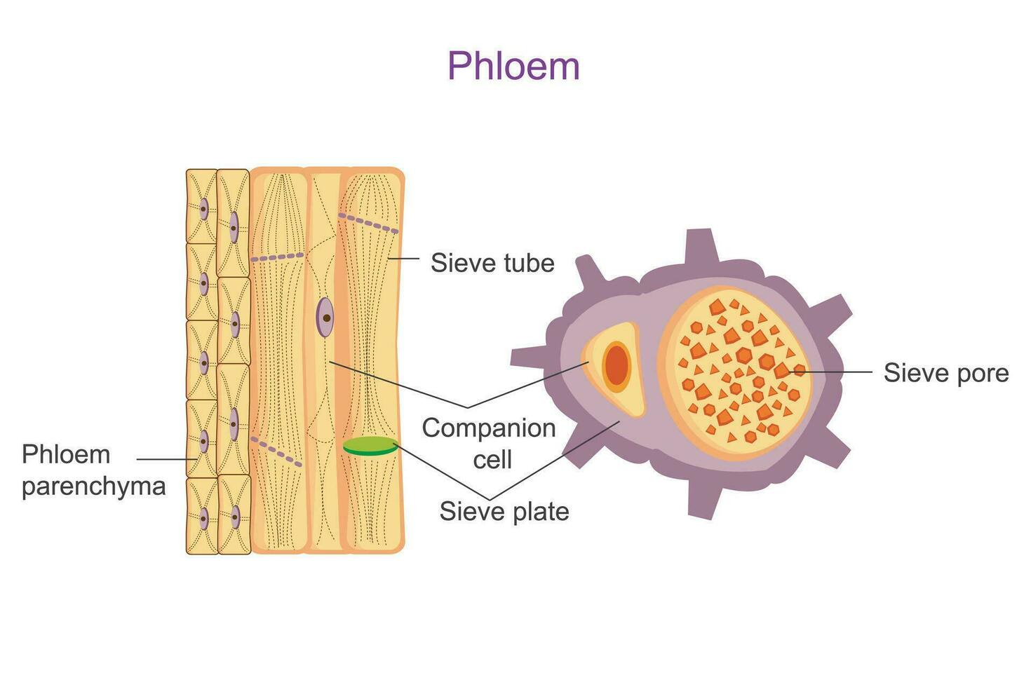 Phloem is a plant tissue responsible for transporting food  and other nutrients from leaves to the rest of the plant. Botany education. vector