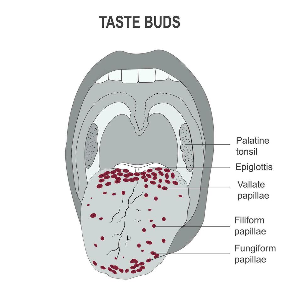 The taste buds, the sites of the nerve endings of sense of taste in the tongue,vector illustration. vector