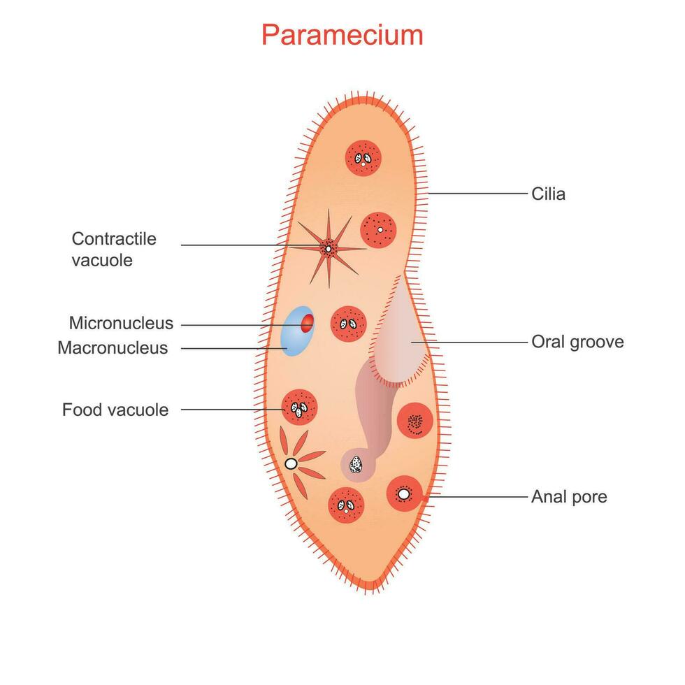 anatomía de paramecio. ciliar protozoario ese vive en estancado Fresco agua. eso es cubierto con cilios cuales permitir eso a moverse y alimentar en bacterias.educación gráfico de biología. vector ilustración