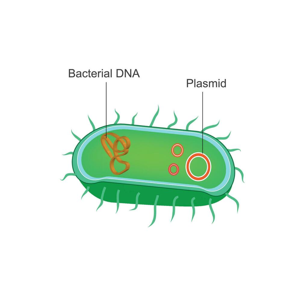bacterias anatomía, bacteriano adn y plásmidos.bacterias son procariotas y soltero celular microscópico organismo. vector diagrama para científico, biológico y educativo usar.