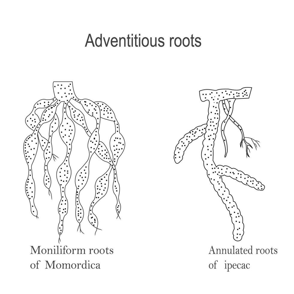 Adventitios roots, moniliform roots of momordica, annulated roots of ipecac, botany concept vector