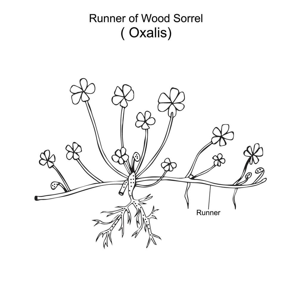 Oxalis is a large genus of flowering plants in the wood-sorrel family  Oxalidaceae. wood sorrel, runner of wood sorrel.It spreads rapidly by runners and bulbs. Botany concept. vector