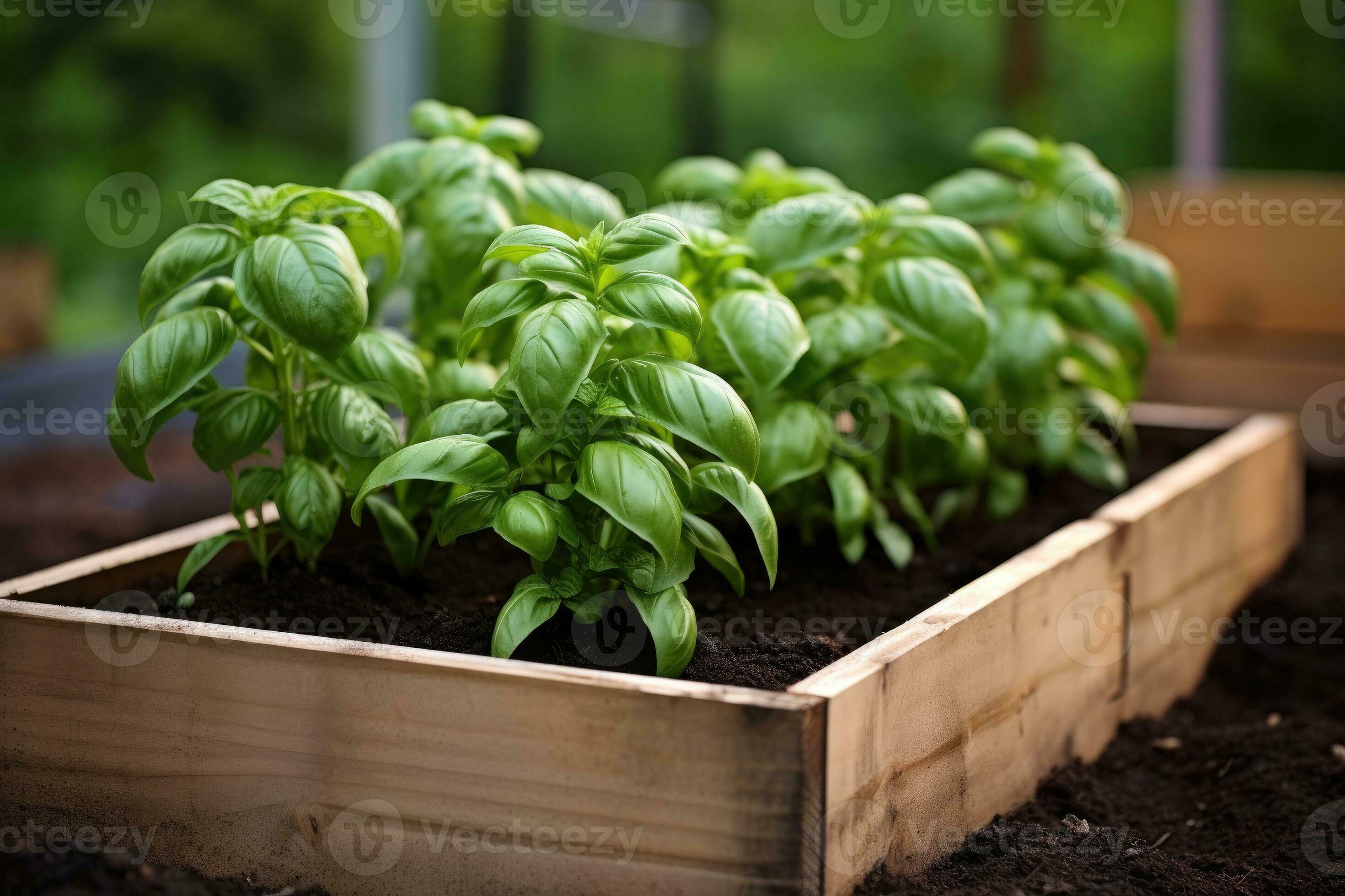 Green basil growing in raised beds in garden. Generative AI 28283028