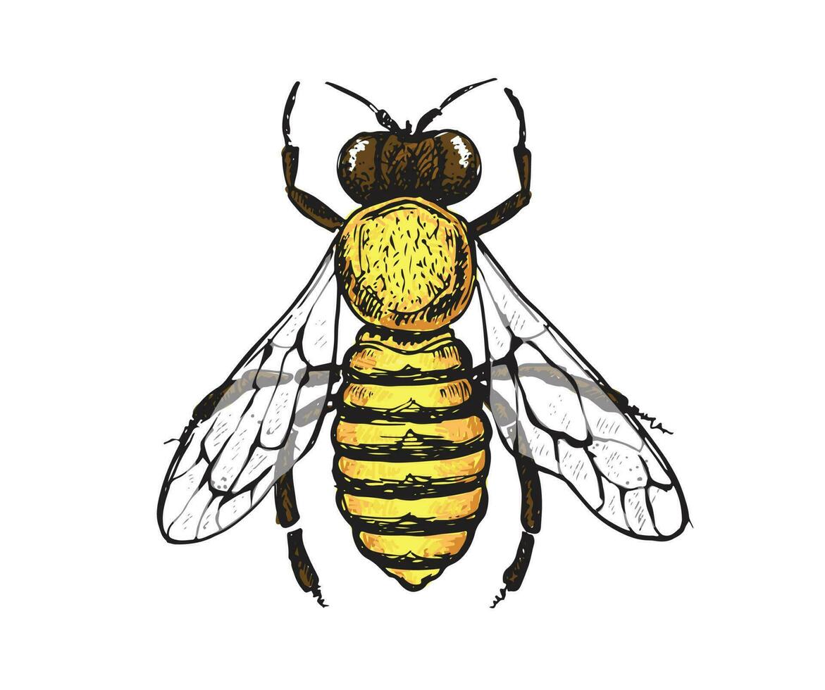 Honey bee hand drawn illustration vector