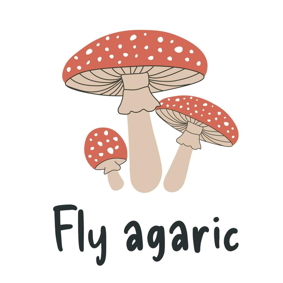 Three fly agaric in cartoon style on a white background. Fly agaric vector graphics illustrator. Autumn, mushroom season