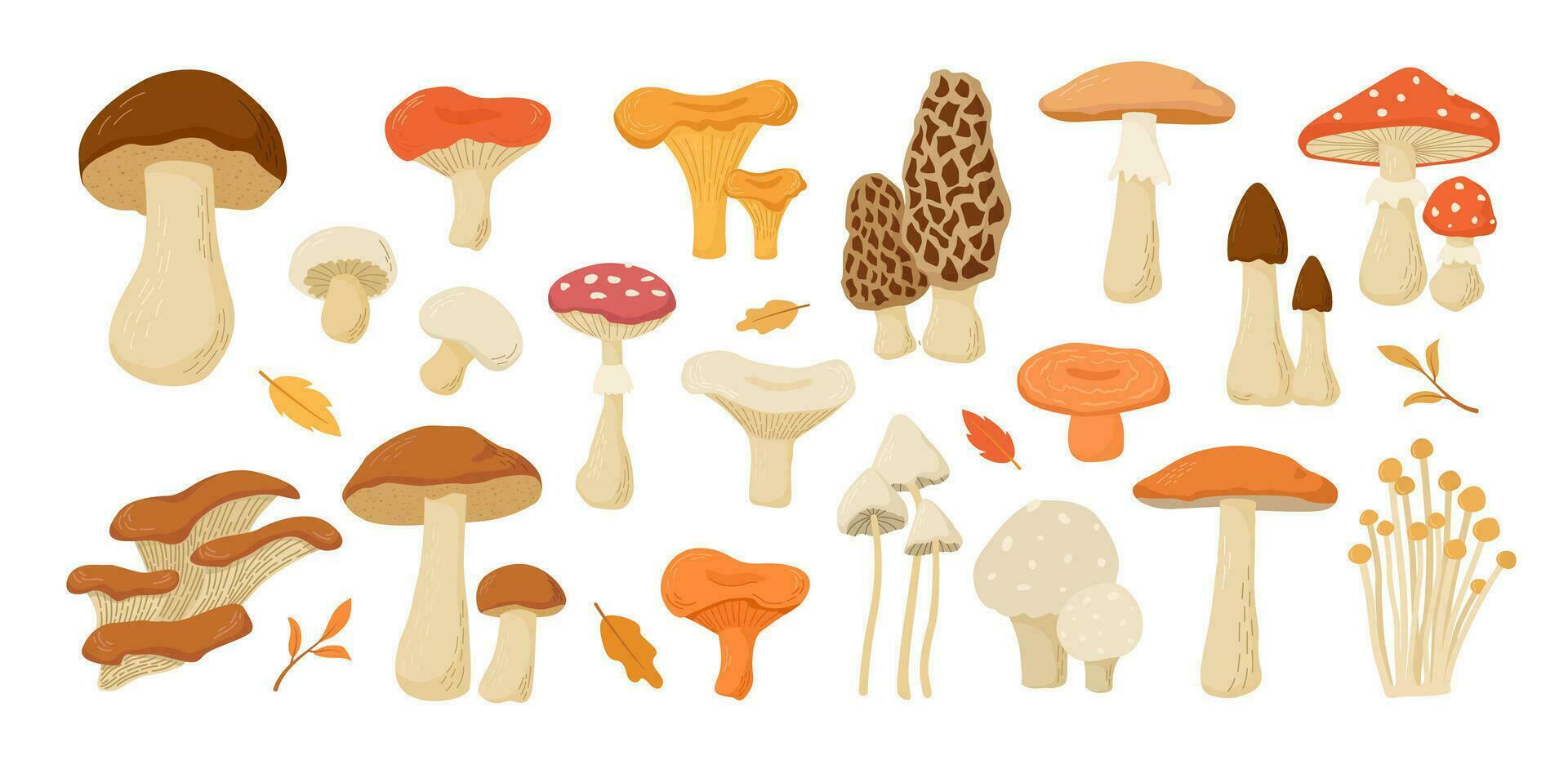 Set of edible and poisonous mushrooms collection. Cartoon vector illustration. Cep, Boletus, Champignon, Chanterelle, Aspen, Amanita, Morel, Oyster mushrooms, Russula, Niscalo. Autumn harvest