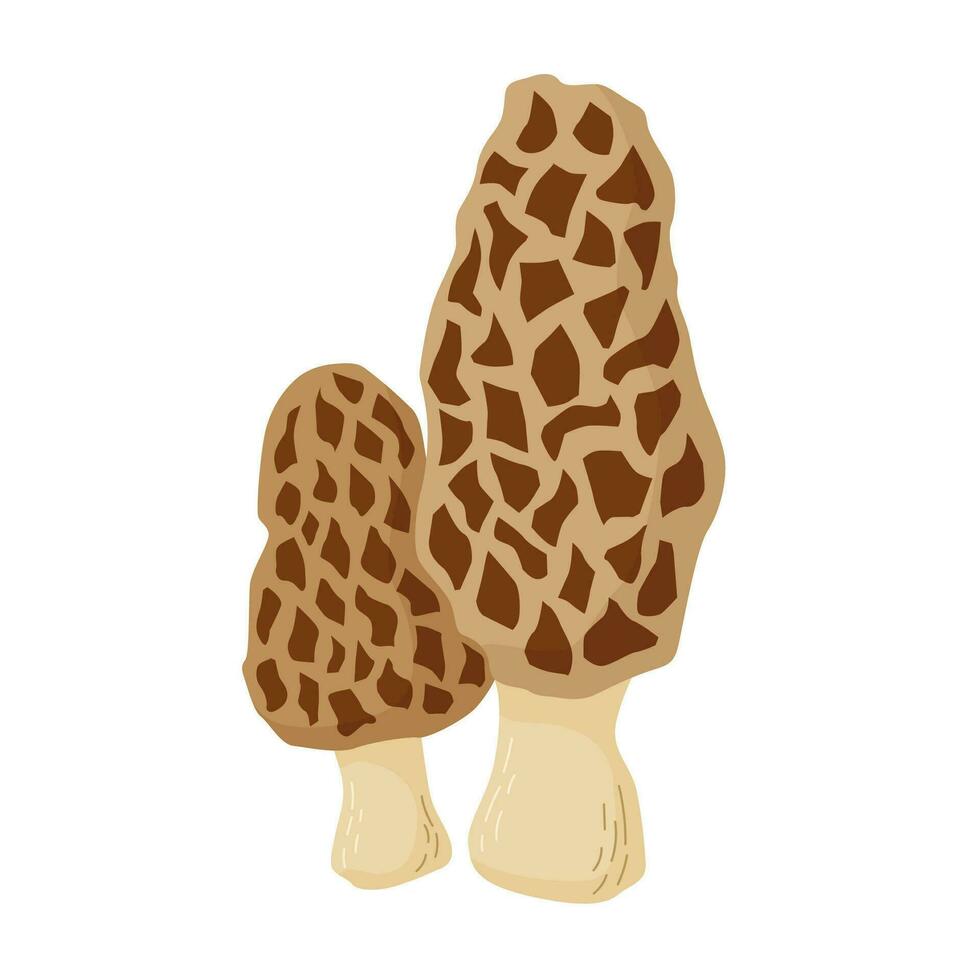 Edible Morel mushrooms vector illustration. Morchella esculenta