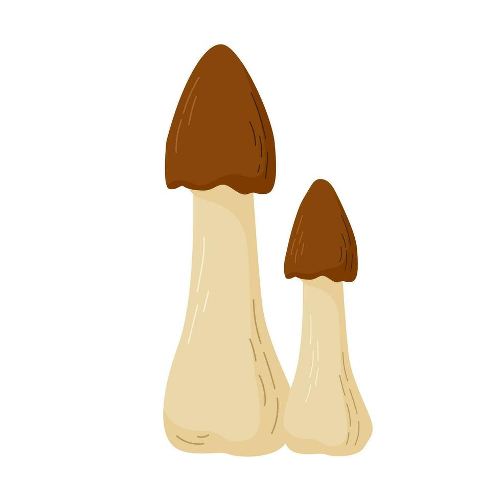 Amanita fungus vector illustration. Poisonous mushrooms in forests
