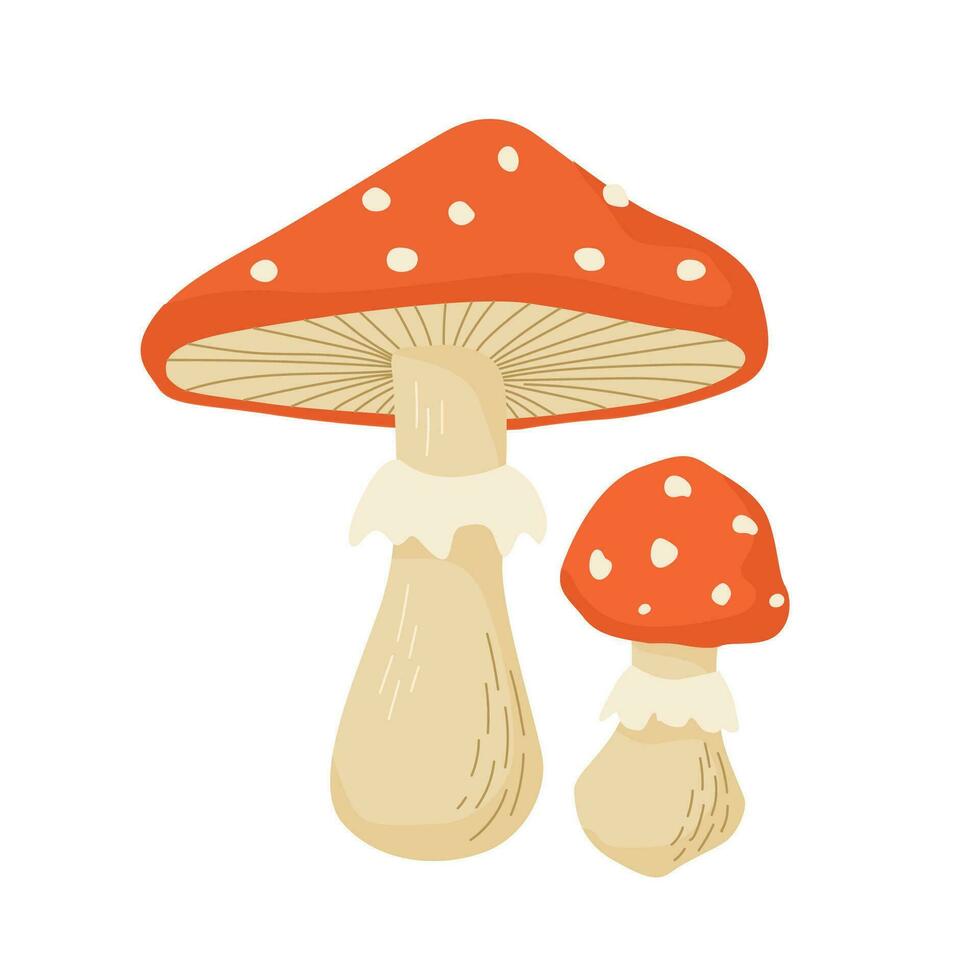 Amanita mushroom vector illustration. Poisonous mushrooms in forests