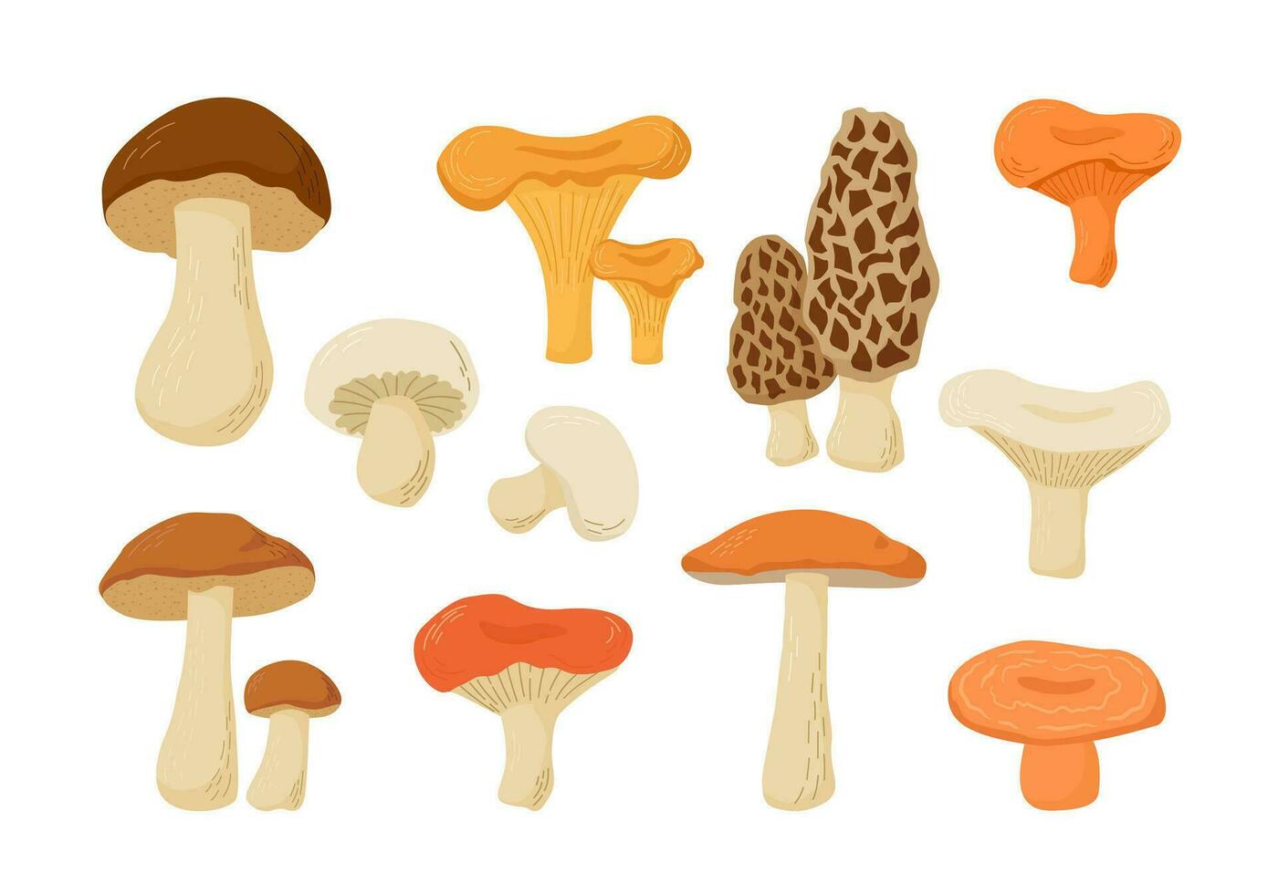 Set of edible mushrooms. Cartoon vector illustration. Cep, Boletus, Champignon, Chanterelle, Aspen, Morel, Oyster Russula, Niscalo. Autumn harvest.