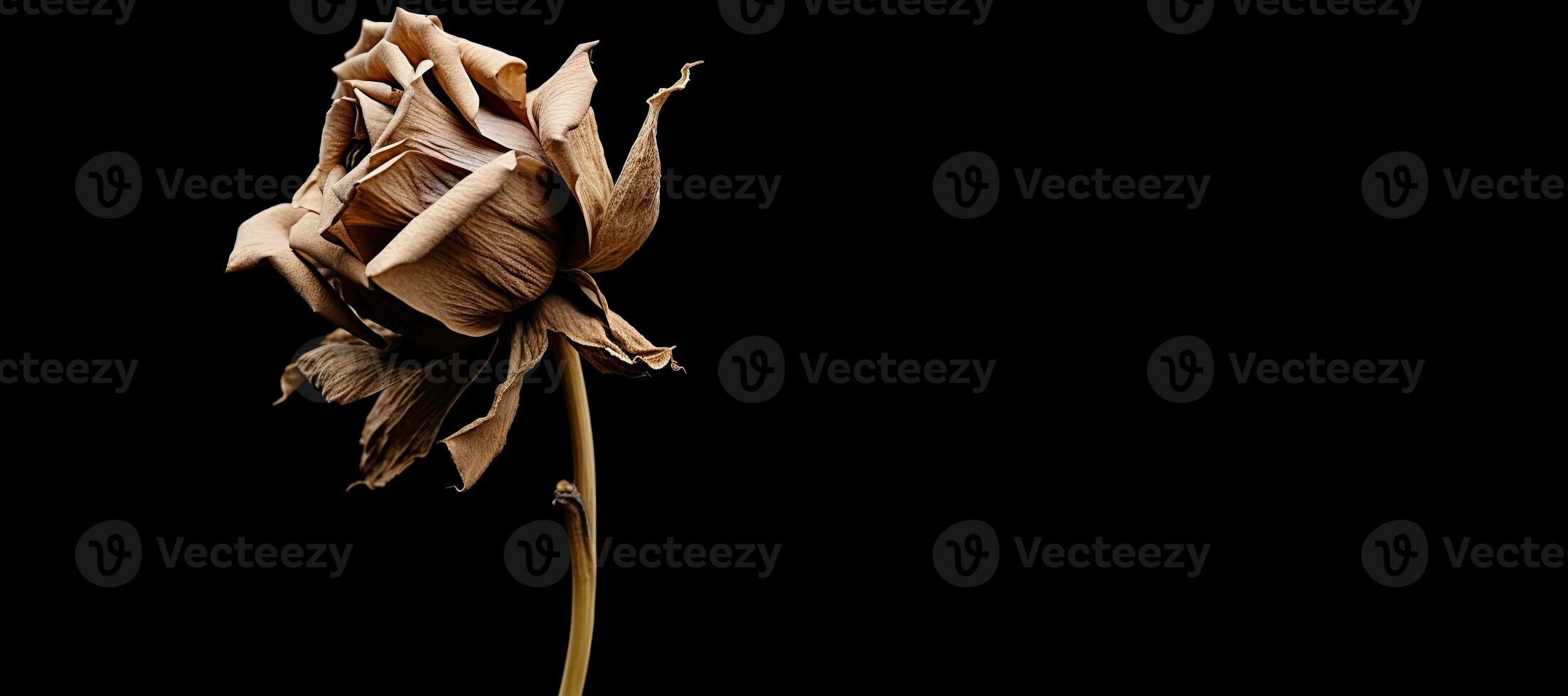 Dried lotus flower isolated on a black copy space. AI Generated photo