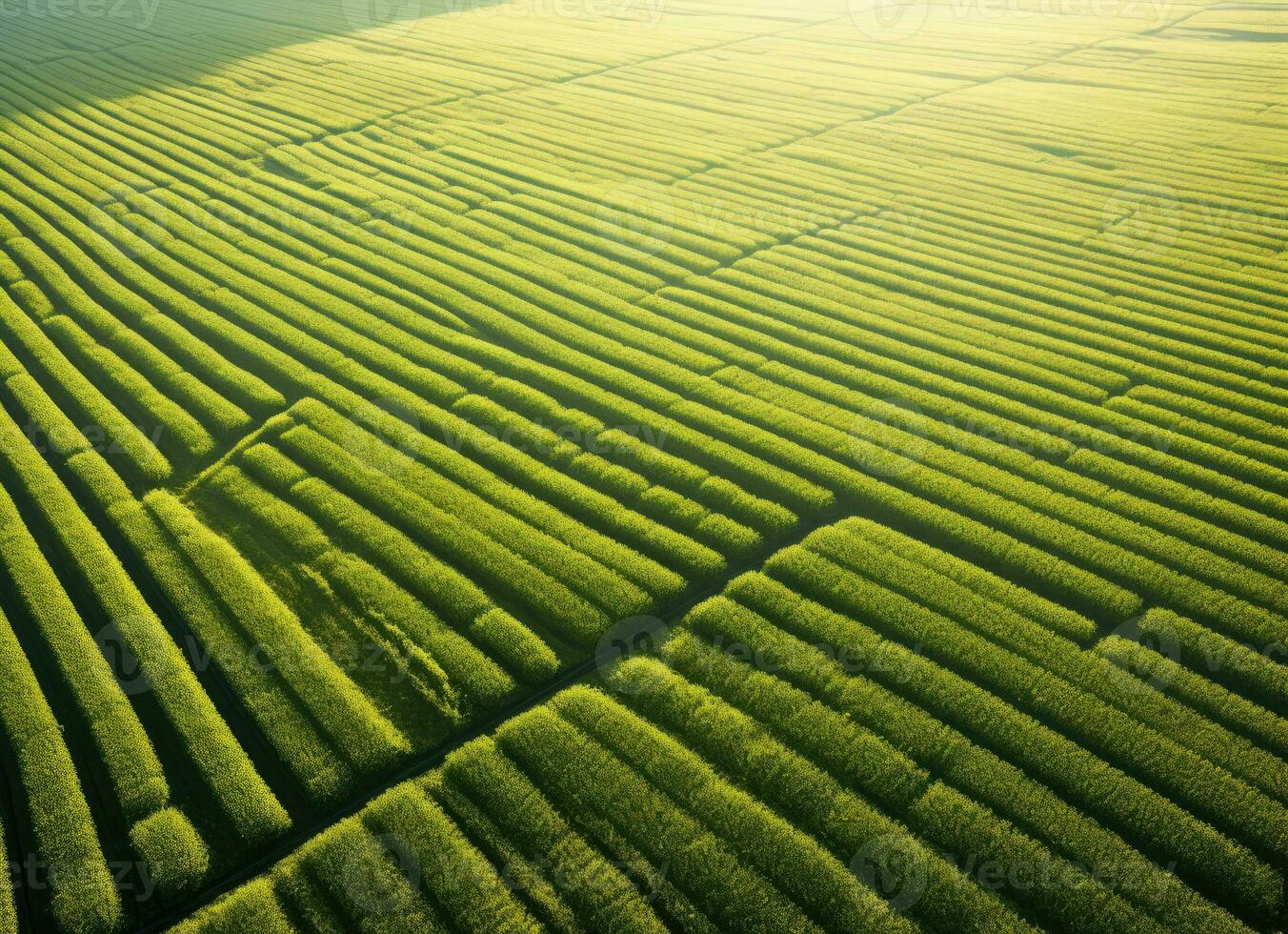 Aerial view of a vast field of crop plantation. AI Generated photo