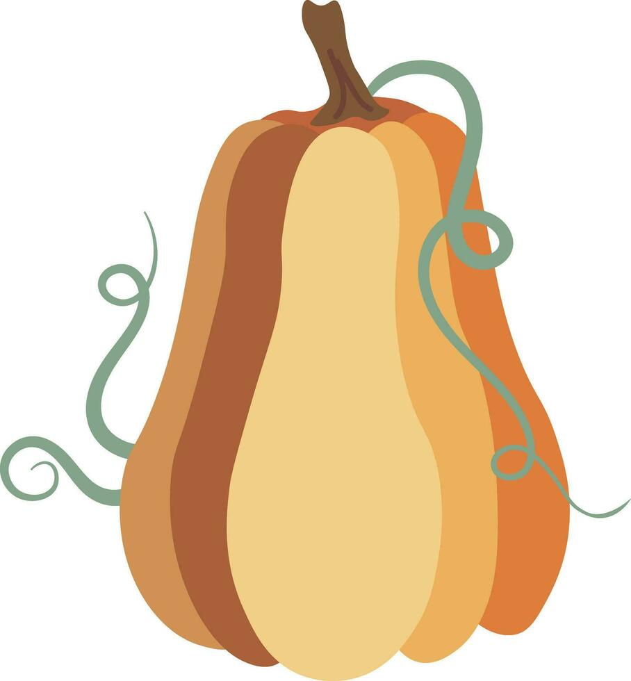 Autumn Pumpkin isolated Vector illustration on white background