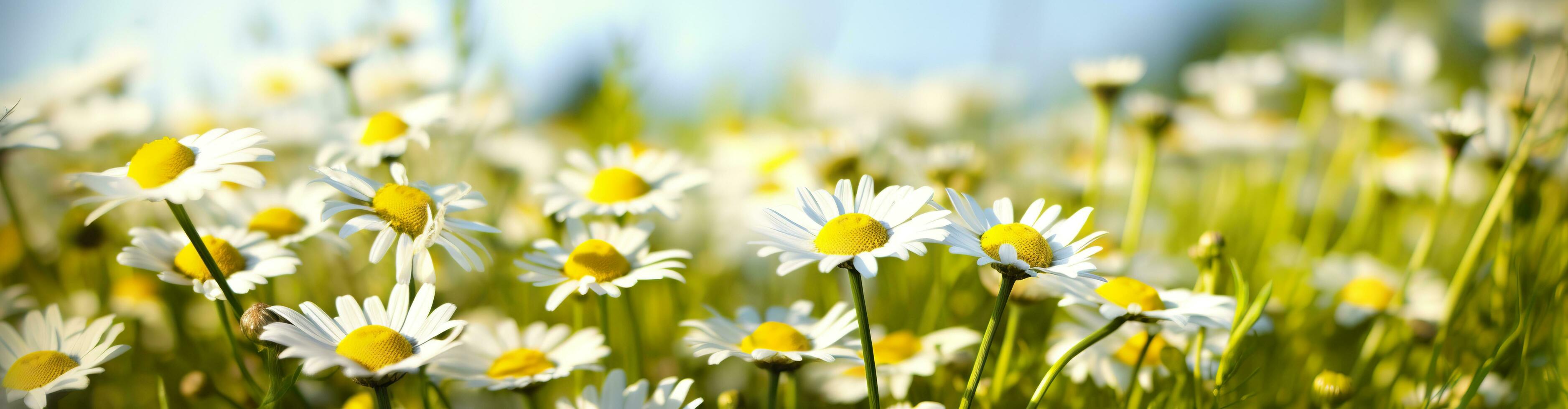 Chamomile flower for a banner. Generative AI photo