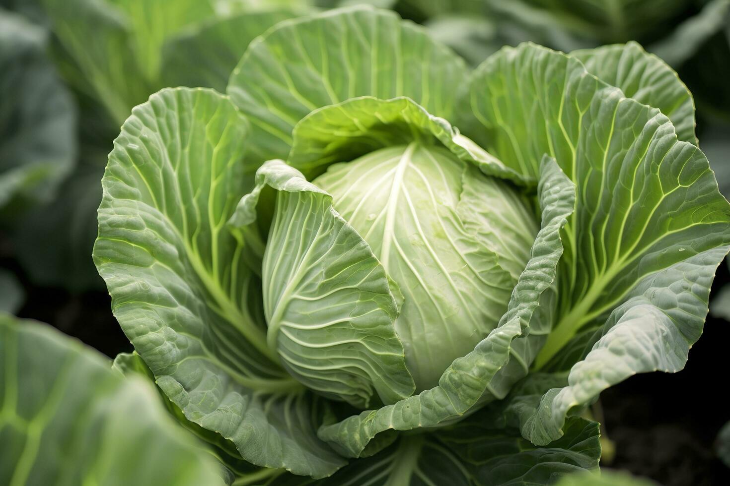 Cabbage growing in an urban garden. Cabbage leaves and head close up. Generative AI photo