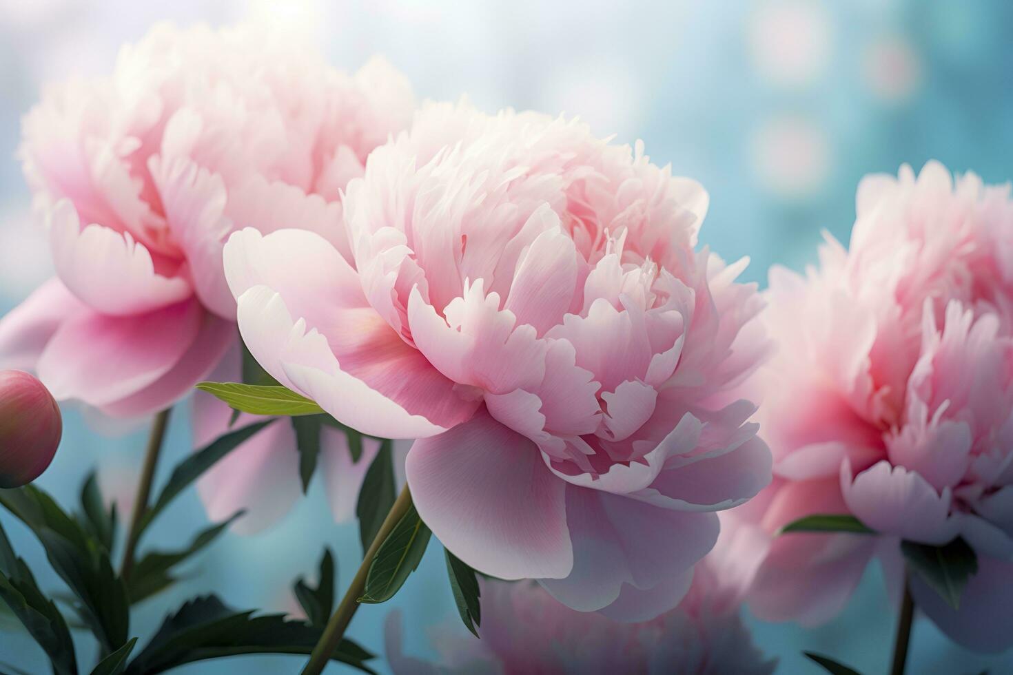 Beautiful pink large flowers peonies on a light blue turquoise background. Generative AI photo