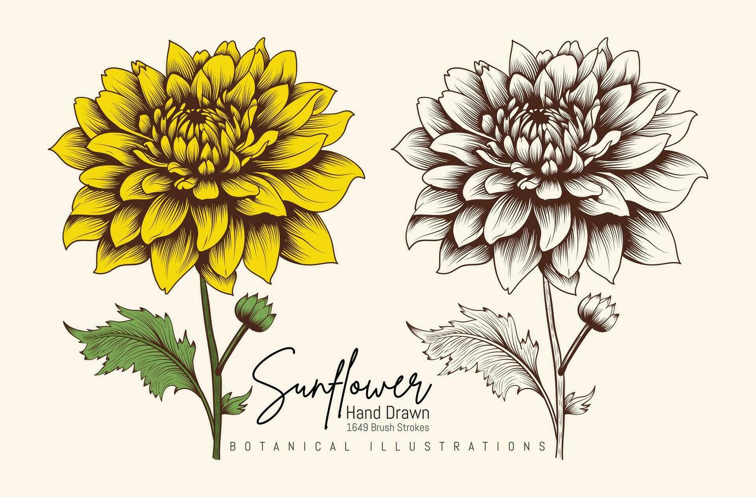 Hand Drawn Vintage Sunflower Highly Detailed Vector Drawing. Drawn Sketch Elements Botanical Illustrations.