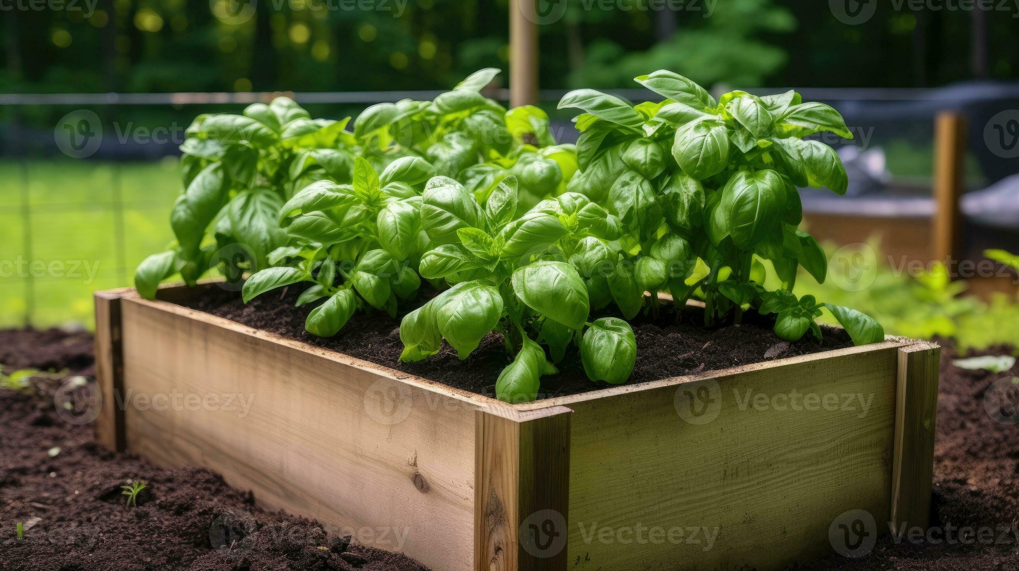 Green basil growing in raised beds in garden. Generative AI 28290560