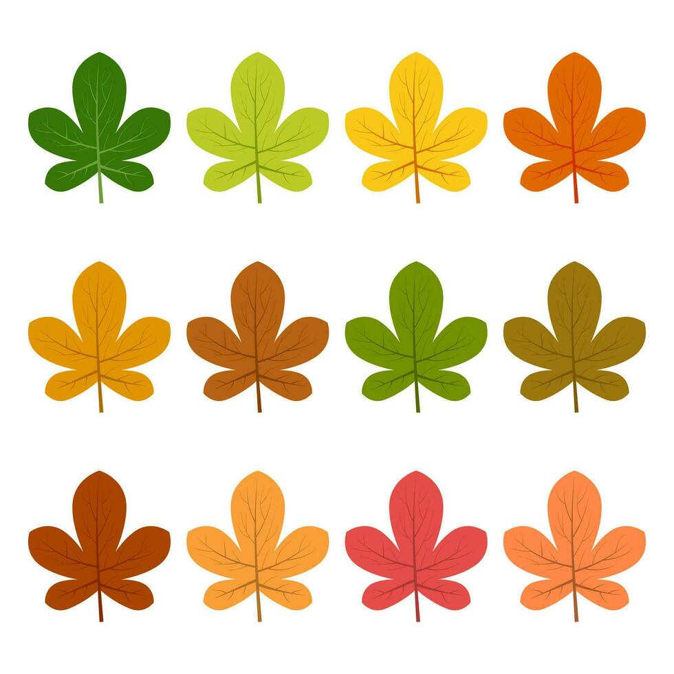 Set of twelve autumn leaves in different autumn colors. Vector illustration.