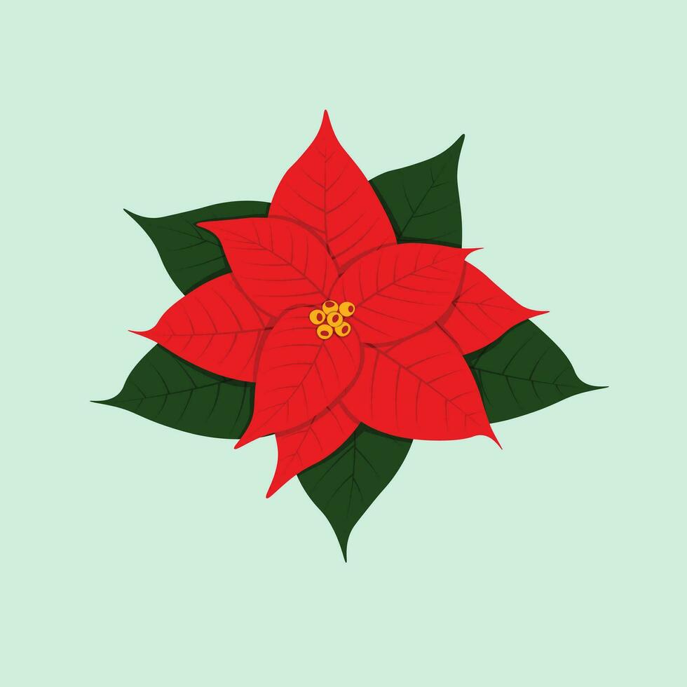 Poinsettia flowers with leaves flat isolated illustration vector. For Christmas and new year greeting cards, banners, tags, labels, background. vector