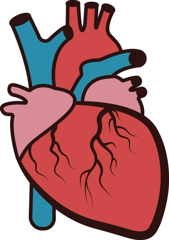 realista corazón , anatómico corazón , cardiología, corazón, humano corazón, médico escuela, corazón, vector