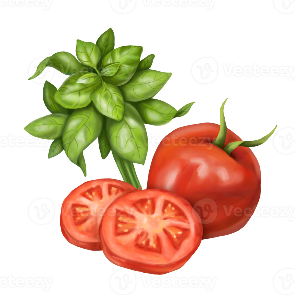 A composition of fresh red tomatoes, ripe basil leaves and black pepper. Digital illustration. For packaging design, postcards, prints, banners, textiles, printing. png