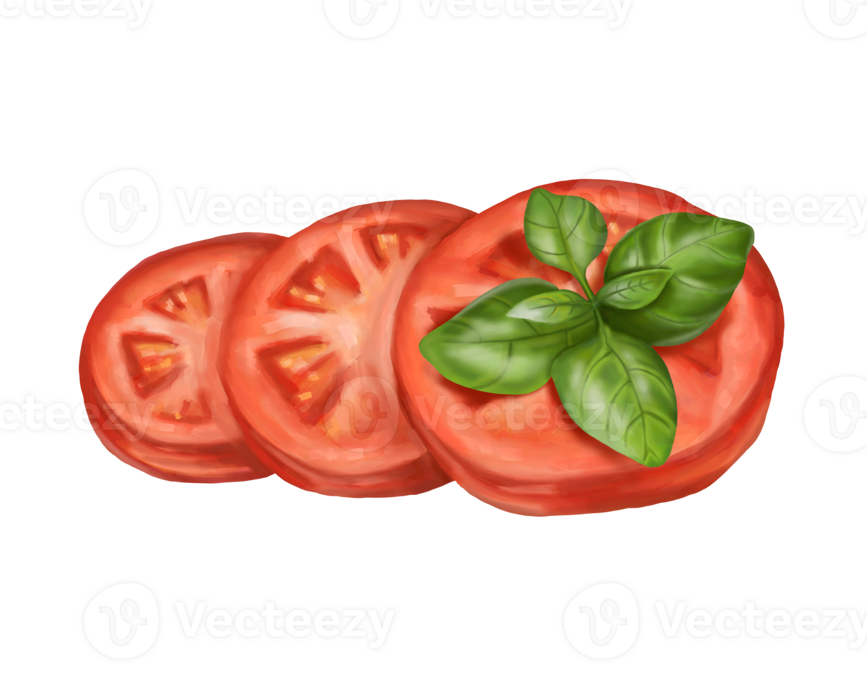 A composition of slices of red tomato with a sprig of basil. Digital illustration. For compositions, prints, stickers, posters. png