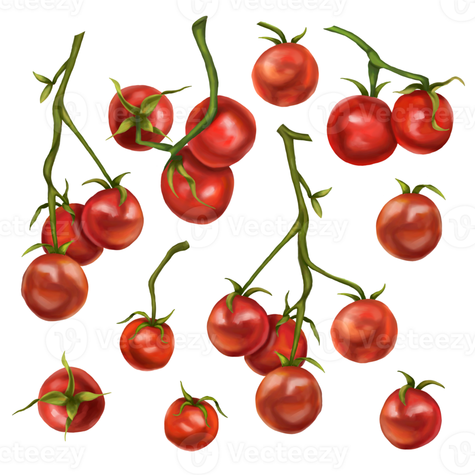 A large set of red cherry tomatoes on a twig. Digital illustration. Applicable for packaging design, postcards, prints, textiles. png