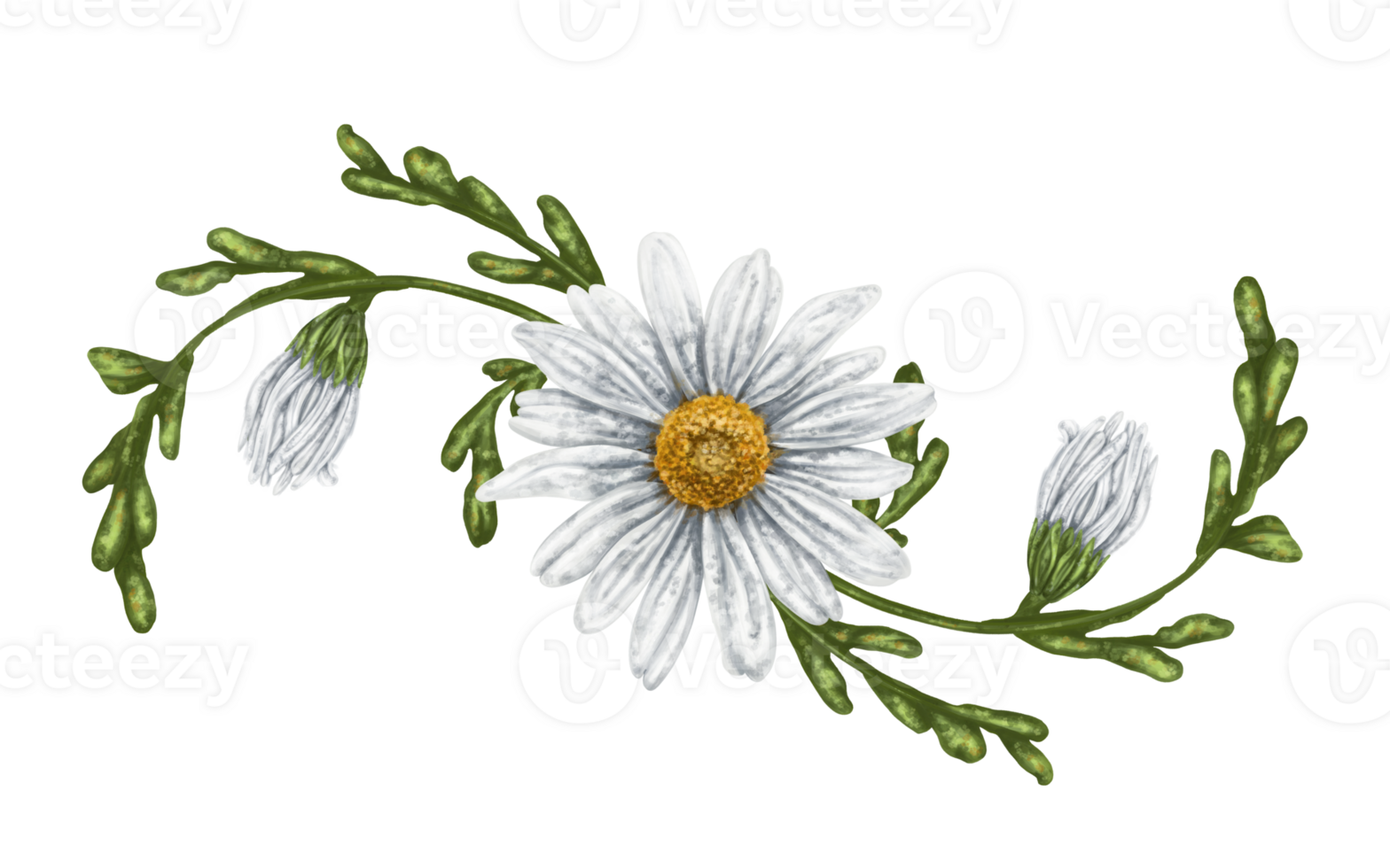 A composition of large wild daisies. Flowers, buds and leaves. Design for herbal tea, natural cosmetics, aromatherapy, health products png