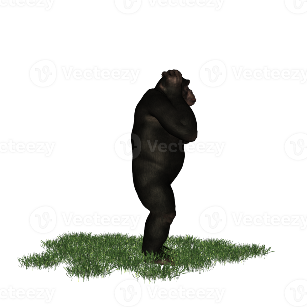 chimpanzee isolated 3d png