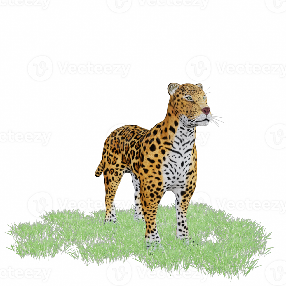 panthera onca isolated 3d png