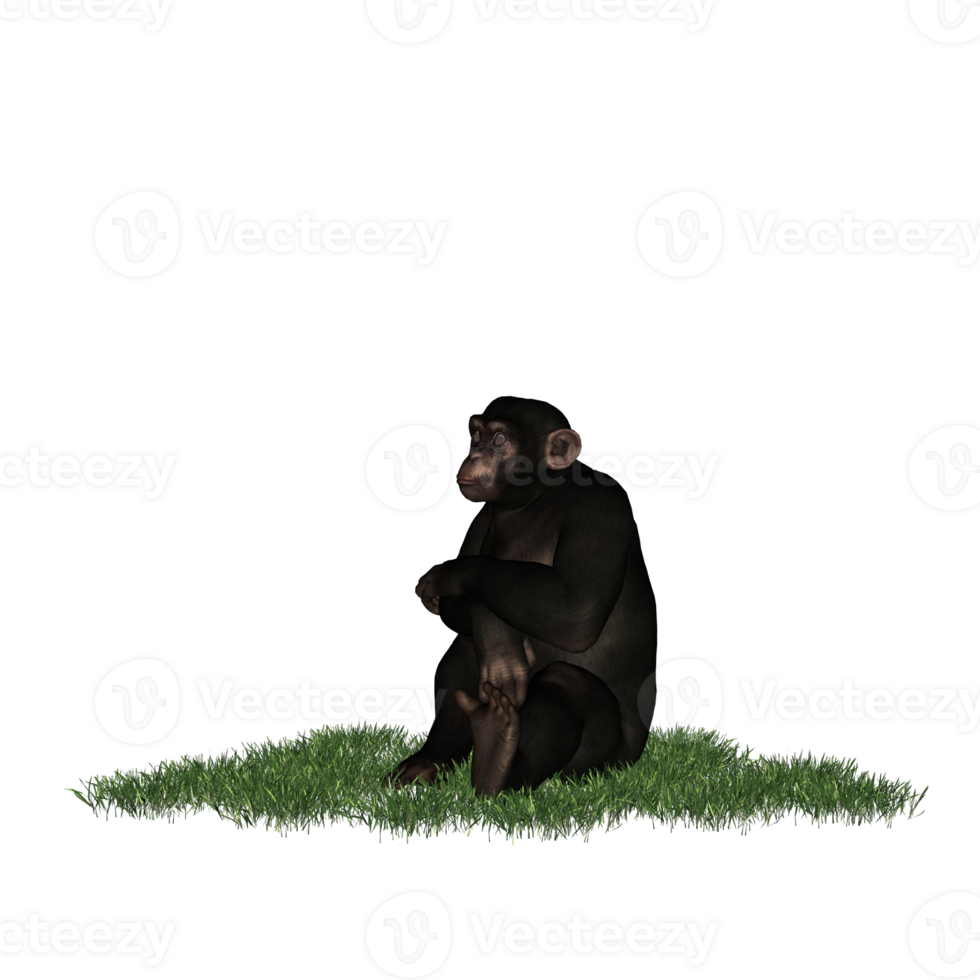chimpanzee isolated 3d png