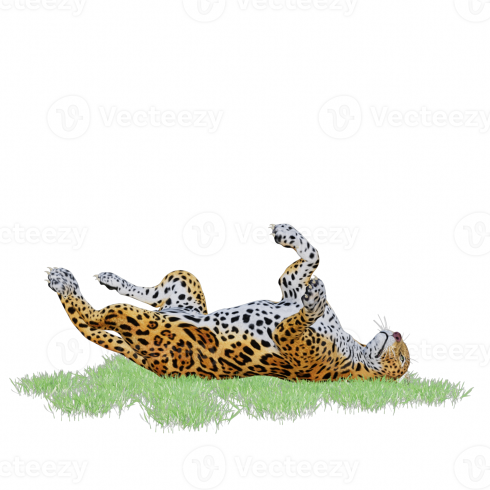 panthera onca isolated 3d png